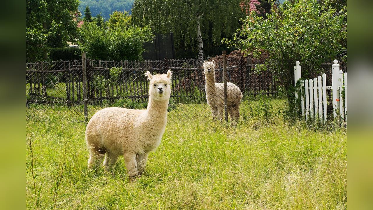 空拍機竟成凶器！宜蘭農場主人3度投毒...