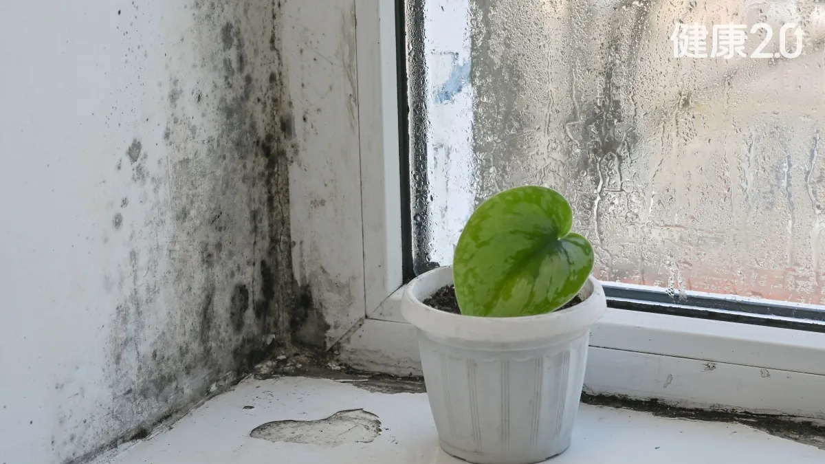 連譚敦慈都怕！雨天家中2毒素害肝又傷...