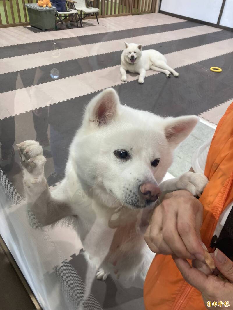 台日友好力推觀光交流 秋田舞妓、生剝...