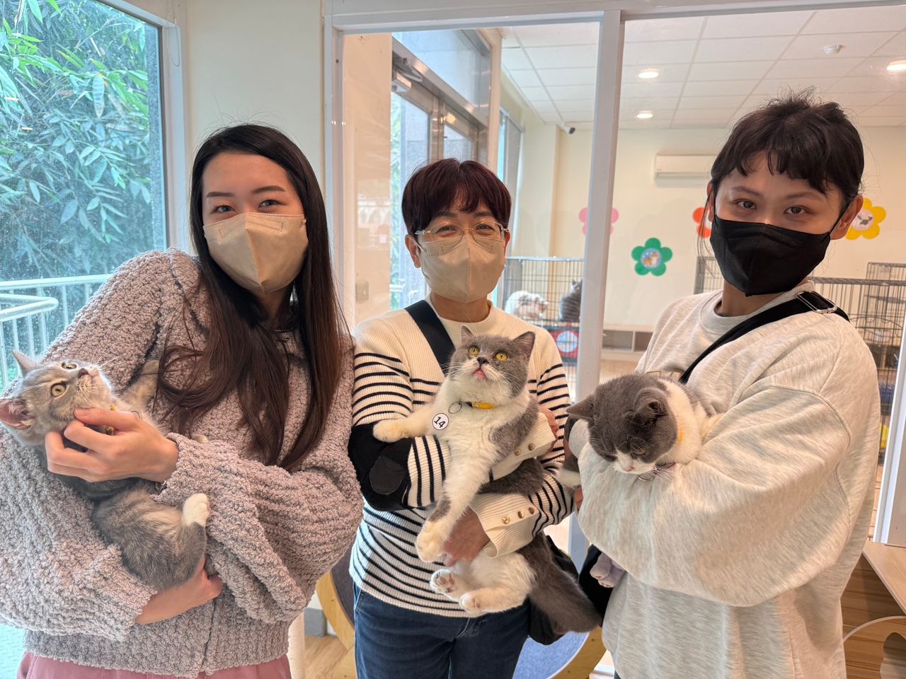 嘉縣民認養喵星人快來這！　28隻可愛...