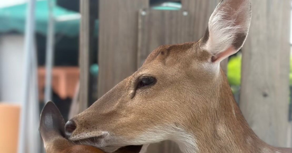 恐怖同業空投毒飼料害死小動物！受害農場：不可饒恕