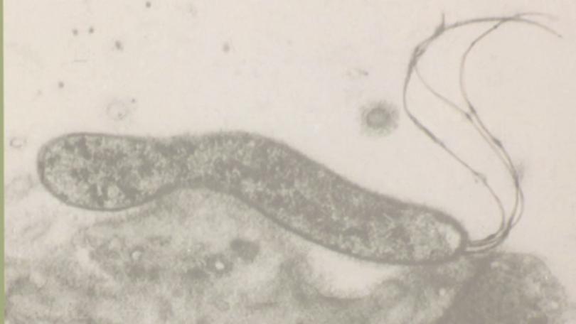 胃幽門螺旋桿菌公費檢擴大 45至74...