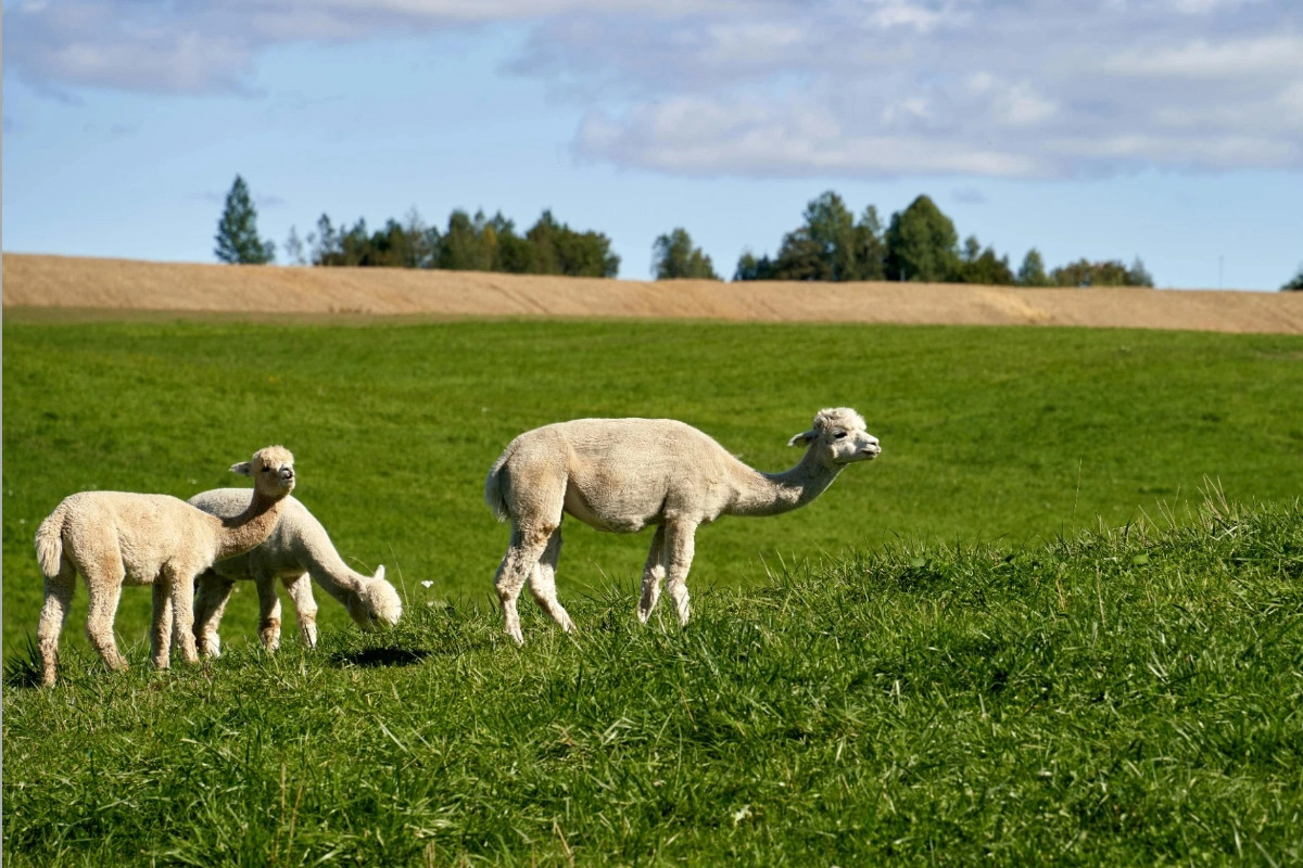 全台首起空拍機投毒害死羊駝等　農場主...