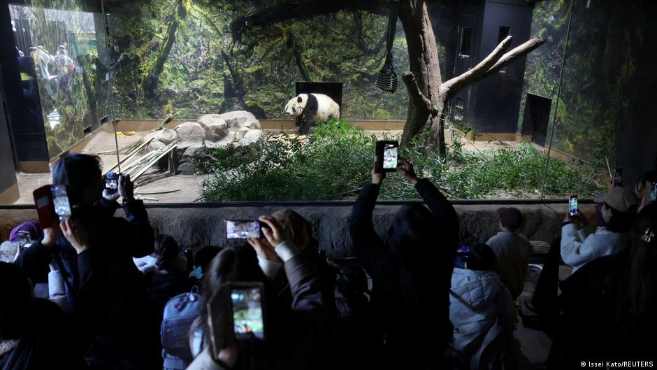 中國大熊貓回國不影響日本大選